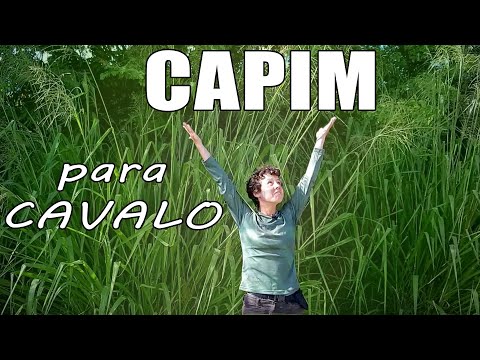 Tipos de capim pra cavalo