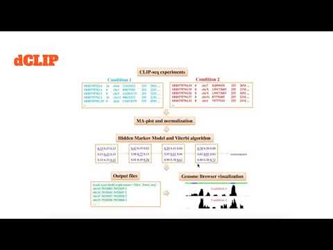 Video: DCLIP: Een Computationele Benadering Voor Vergelijkende CLIP-seq-analyses