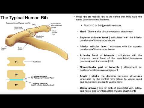 Video: Welke ribben zijn typisch?