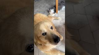 猫じゃらしにされた大型犬　A large dog that has been played with by cats