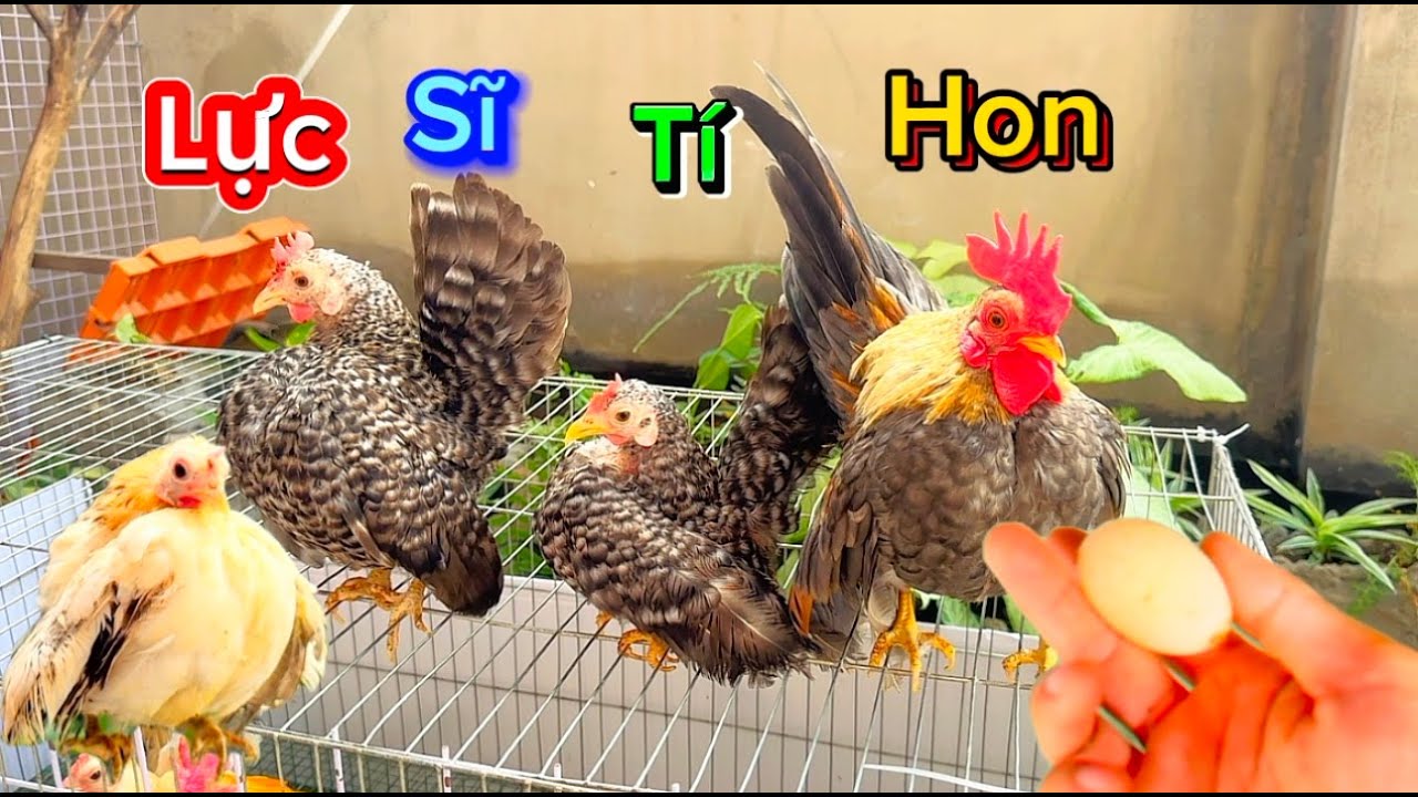 Mang tất cả gà serama lên trại mới - Dòng gà lực sĩ tí hon siêu đẹp - Trứng gà đẻ ra như bong bóng