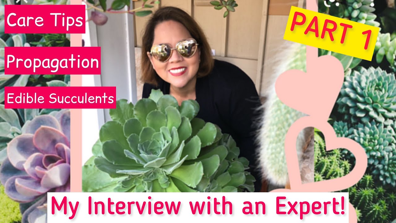 PART 1: Succulent Care Tips and  Garden Tour | Darlina's Succulent Garden