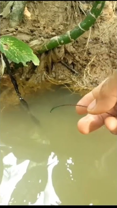 mancing belut besar di sungai kalimantan, full video ada di channel mas lurr