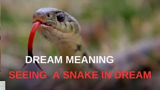Dream Meanings Seeing  a Snake In Dream - (Snake Dreams)  snake animals