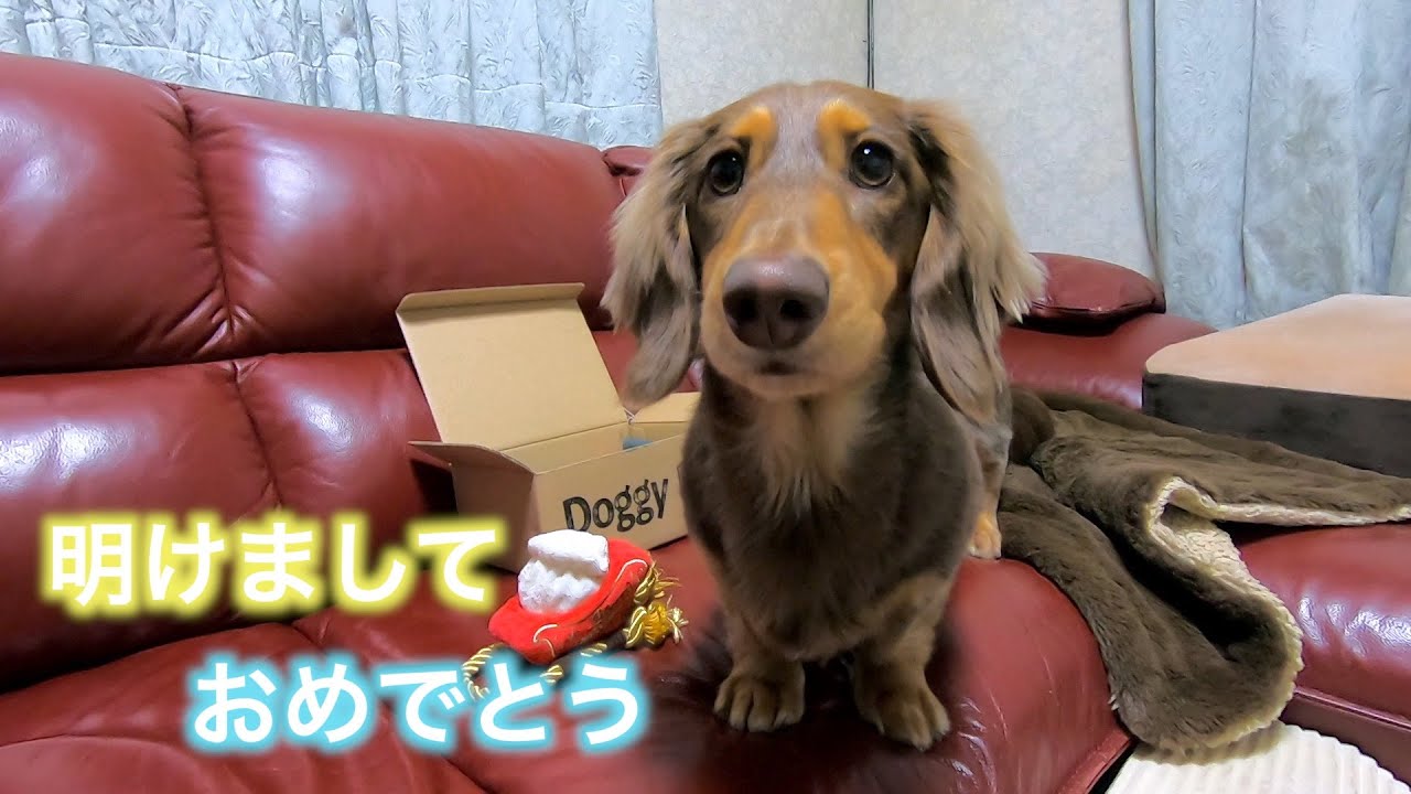 新年明けましておめでとうございます【ミニチュアダックス】