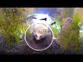 세계 최초 고슴도치를 위해 해저 아쿠아리움 만들어주기 / Making the World&#39;s First Undersea Aquarium for Hedgehogs