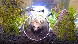 세계 최초 고슴도치를 위해 해저 아쿠아리움 만들어주기 / Making the World&#39;s First Undersea Aquarium for Hedgehogs