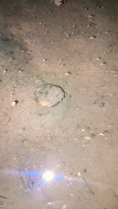 still mixed with mud, the head suddenly popped out #youtubehomepage #videoshorts #eel