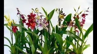 Разножение орхидей делением  КАМБРИИ, МИЛЬТОНИИ и др