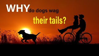 10 Amazing Facts About Dogs You Never Knew #amazing #dogcare #doglovers by Anim_Kin 40 views 11 months ago 2 minutes, 2 seconds