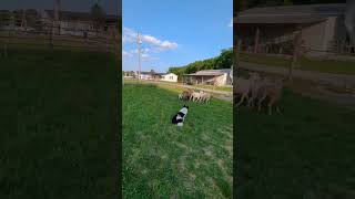 Doc on his A game #herding #farm #dog #bordercollie