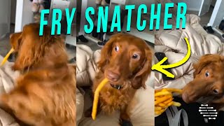 Dog Try to Be Sneaky While Snatching a Fry