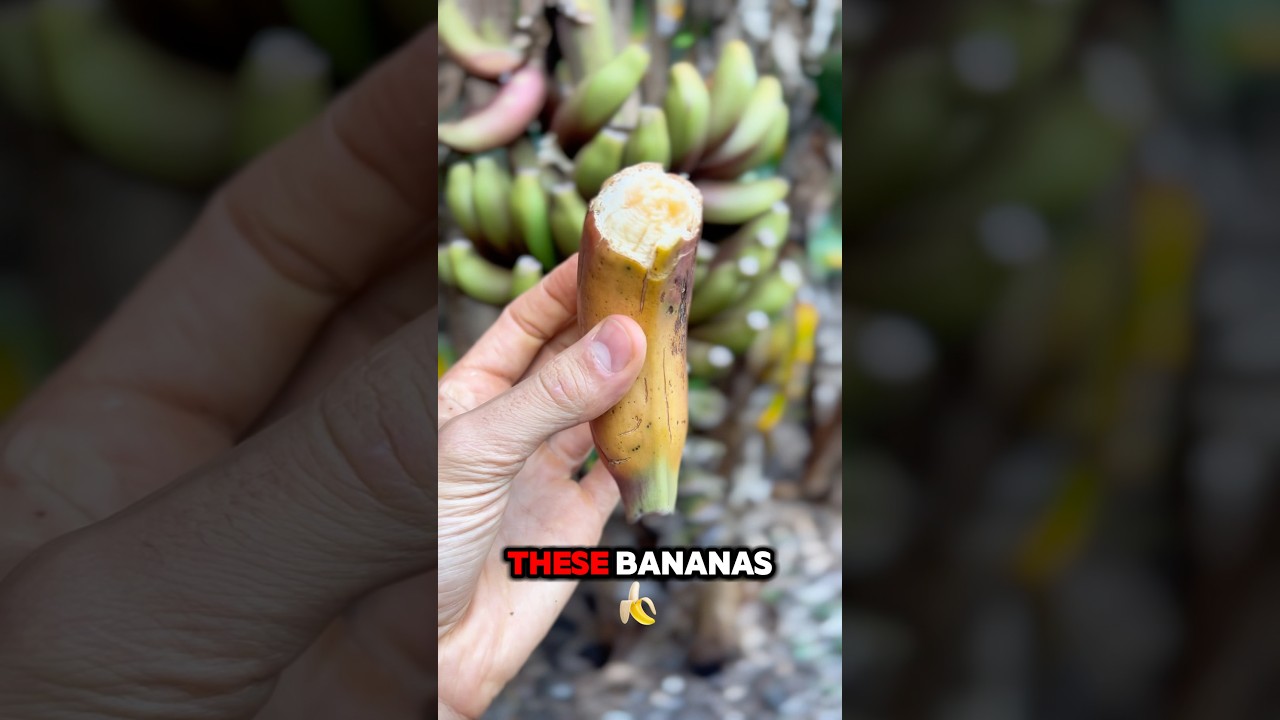 Harvesting My Cuban Red Bananas – Worth the Wait! 