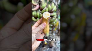 Download Lagu Harvesting My Cuban Red Bananas – Worth the Wait! #farming #patience #farm MP3