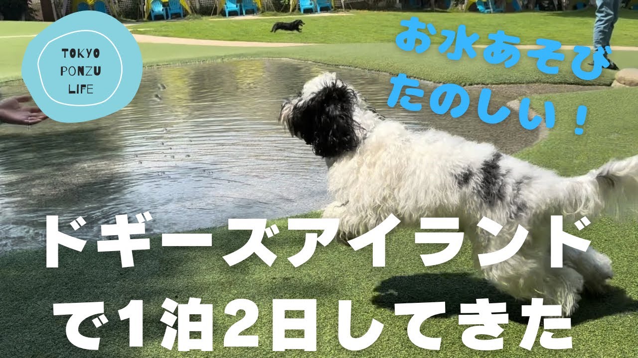 コッカプー犬ぽんずの一日。ドギーズアイランドで1泊2日してきた。〜DOGGY’S ISLAND VLOG〜