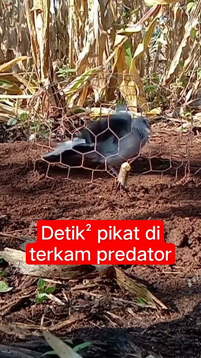 pikat burung tekukur di terkam predator..