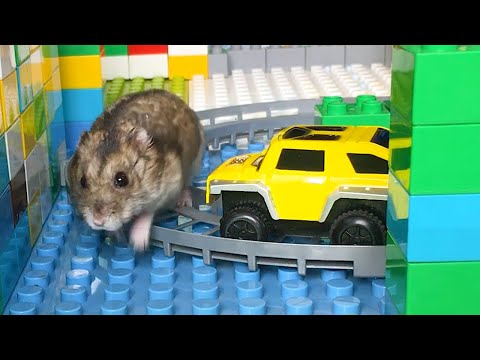 Hamster OBSTACLE COURSE MAZE 😱🐹😱 Hamster in Lego Labyrinth Robot