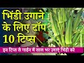 गमले में भिंडी उगाने के लिए टॉप 10 टिप्स | Top 10 Okra Growing Tips In Hindi | Terrace & Gardening