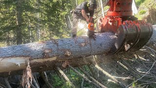 🌲DIESEL POWER & MANPOWER 🌲 Chainsaw 500i & Shovel Logging