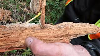 Laminated Root Rot- Advanced Decay