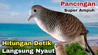 Perkutut lokal gacor Pancingan Super Ampuh Hitungan Detik Saja Langsung Nyaut