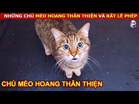 Video: Tại sao mèo ăn cỏ?