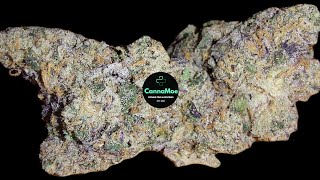 REVIEW 🍋🧊 #420EVOLUTION 27/1 CA FLM #FrozenLemonMints #unbestrahlt 27,48%THC #sativa #Kanada 🇨🇦