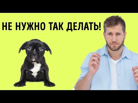 Видео: Почему они говорят «Mush», чтобы сделать сала собак?