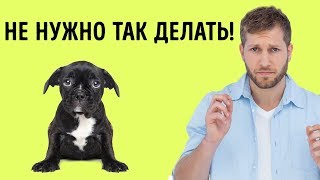 12 Человеческих Привычек, Которые Собаки Терпеть Не Могут