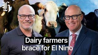 After a record-breaking season, dairy farmers brace for El Niño impact | Herald NOW Business