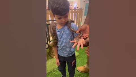 hugging a big snake #snake #animals #shortvideo #short #shorts