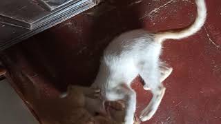Two funny kitten playing // joyful movement #youtubeshorts #shorts by pets swag 685 views 2 years ago 4 seconds