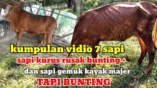 Kumpulan 7 video sapi kurus dan gemuk bunting positif#