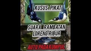 KHUSUS PIKAT RAMBATAN LORENG ||SUARA PIKAT RAMBATAN DORAEMON AMPUH ||AUTO PADA KUMPUL