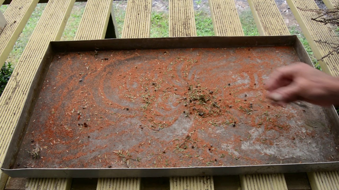 Growing manuka and kanuka part 2