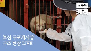 부산 구포개시장 개 구조 현장 LIVE 카라 이슈  KARA Issue