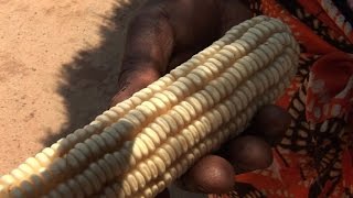 Zimbabwe:Face à la sécheresse l'agriculture passe par la science
