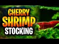 Cherry Shrimp Stocking Tips: How To Start And Grow A Thriving Shrimp Colony In Your Aquarium!