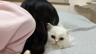 Beautiful Woman Buried In Kittens by サウナ猫しきじ 2,838 views 11 days ago 10 minutes, 22 seconds