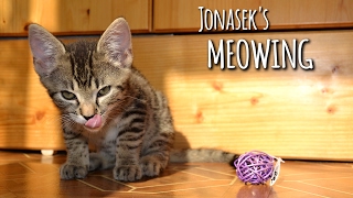 Kitten's sweetest meowing & talking by Jonasek The Cat 3,980 views 7 years ago 47 seconds