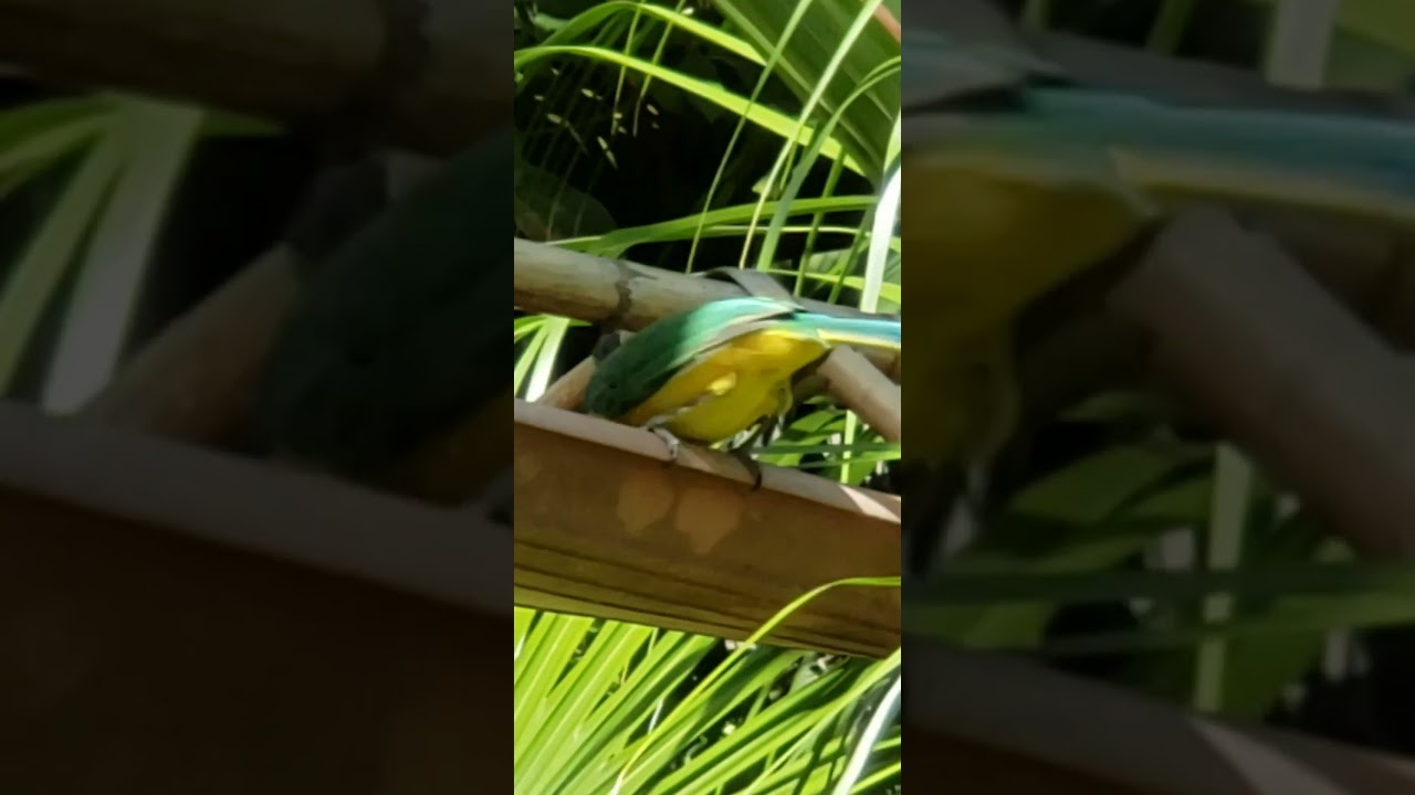 chara verde alimentándose 