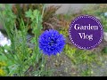 Garden Vlog- Planting Sweet Potatoes, Bringing In Ladybugs, Asparagus, & More