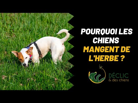 Vidéo: Rent A Dream Home Conçu avec de grands chiens en tête