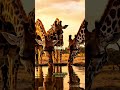 3 Interesting Facts About Giraffes #animals #giraffes #wilderness #nature #interesting #ungulates
