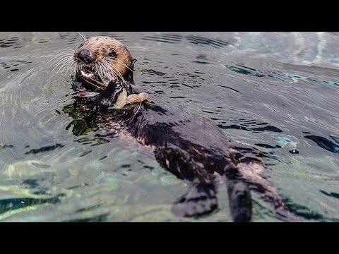 Vidéo: Résidence Fluid Otter Cove donnant sur l'océan en Californie