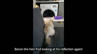 - Bacon The Vain Pod 19 Jun 21