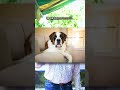 Saint Bernard in a 2BHK Flat? Big Mistake or Big Love? #pet #pets #petgards #rajubhailucknowse