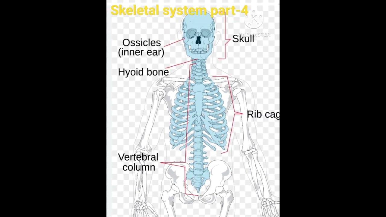 human-skeletal-system-do-you-know-how-much-ribs-and-sternum-are