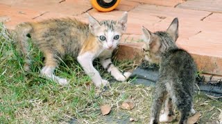 Kitten Waving Tail Before Fighting