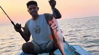 Amberjack dan Rubi babon